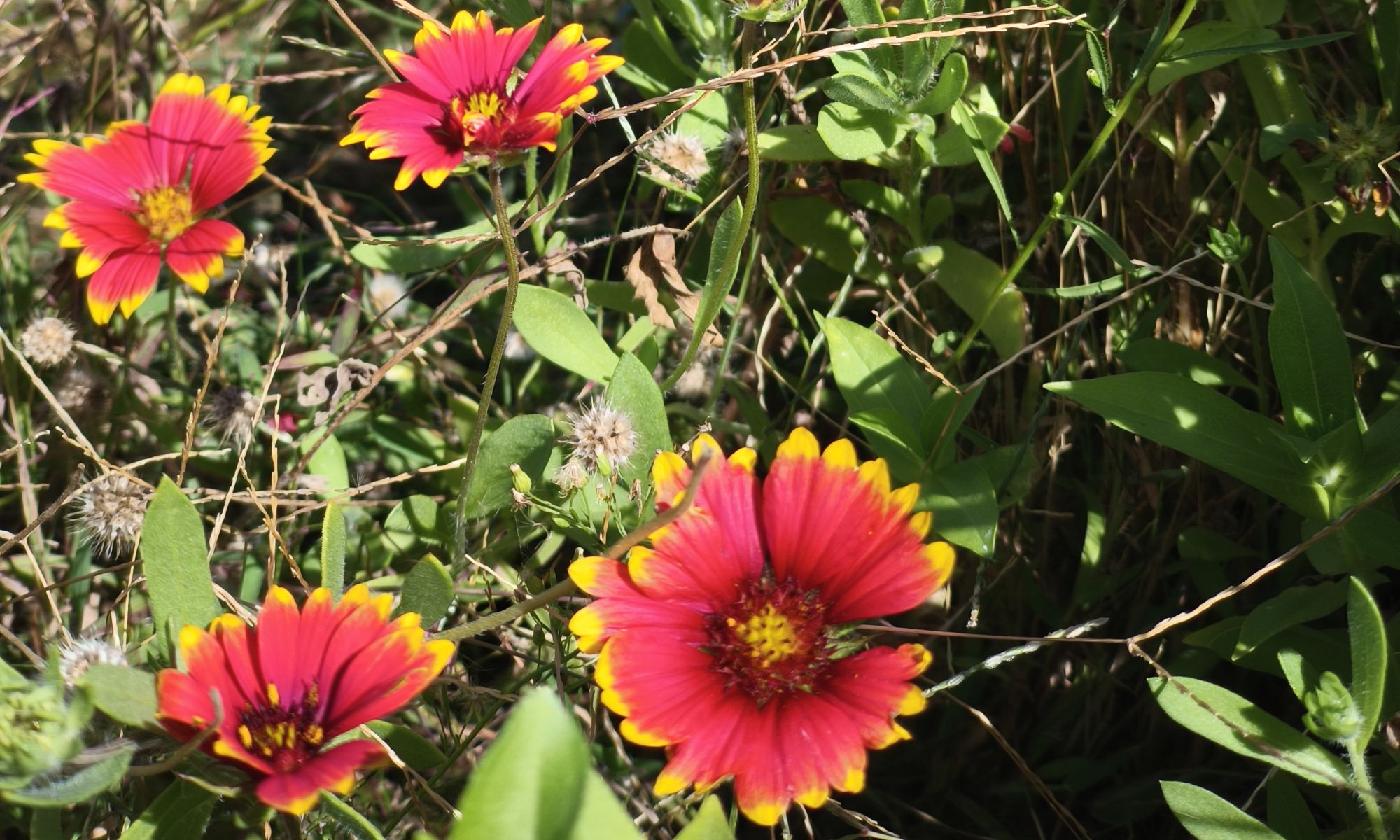 Body and Mind on the Buddhist Path